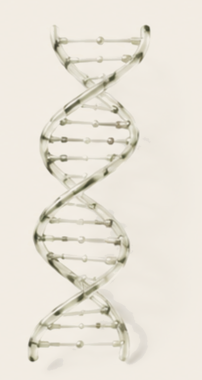 DNA double helix